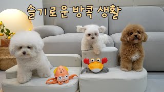 Cute dogs are super excited about their moving toys!