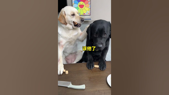 狗：你是一点脸都不要了 #萌宠出道计划 #狗子成精了 #我不是人但你是真狗 #狗狗的心思都写在脸上了 #拉布拉多