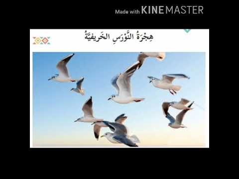 شرح درس هجرة النورس الخريفية اعداد المعلمة تهاني ابودراز 