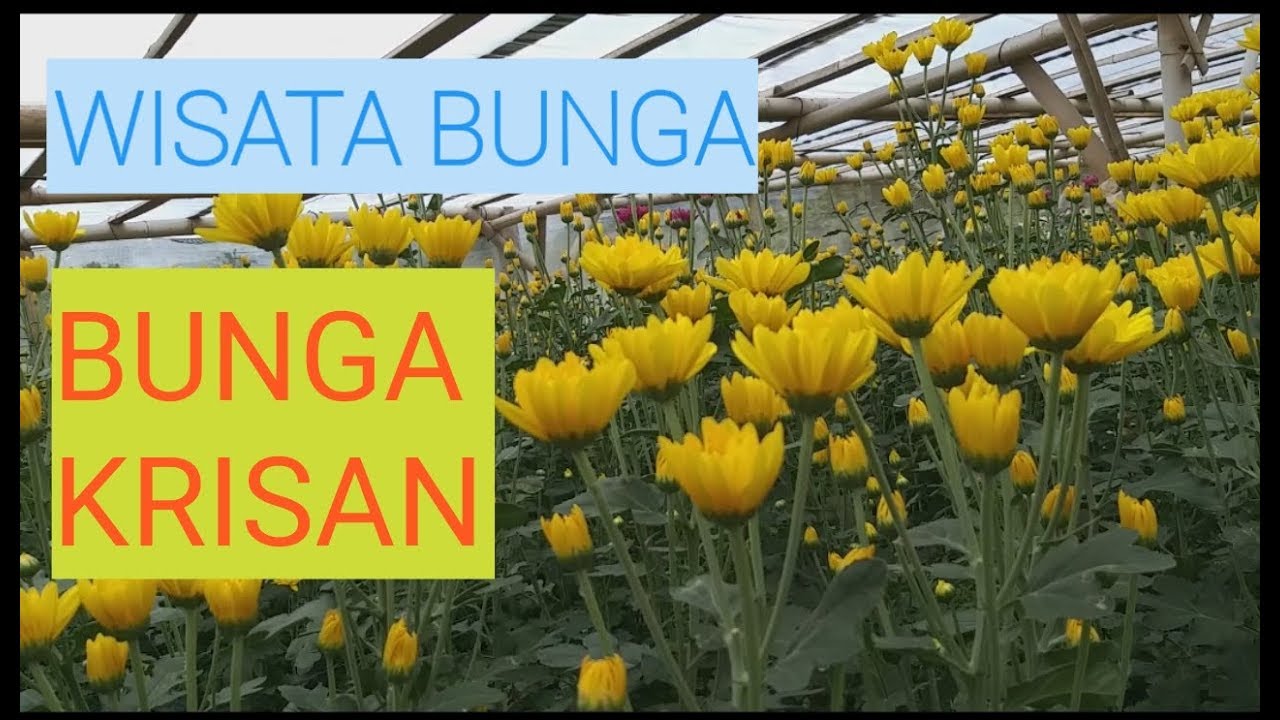  Taman  Bunga  Krisan Wisata Bunga  Bandungan  Semarang YouTube