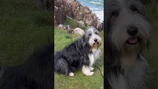 Amongst coastal beauty! #dogwalk #coast #coastalviews #sea #beardedcollie #collie #shorts