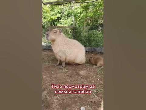 Капибара нас спалила 😕 #capybara #капибара - YouTube