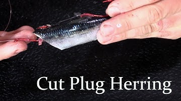 How to rig a Cut Plug Herring for Salmon Fishing (Great for Trolling and Mooching)