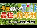 【芝生】シバゲンを最強カスタマイズした結果【混合除草剤】