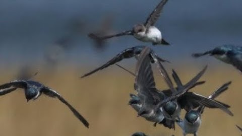 Tree Swallows in Migration