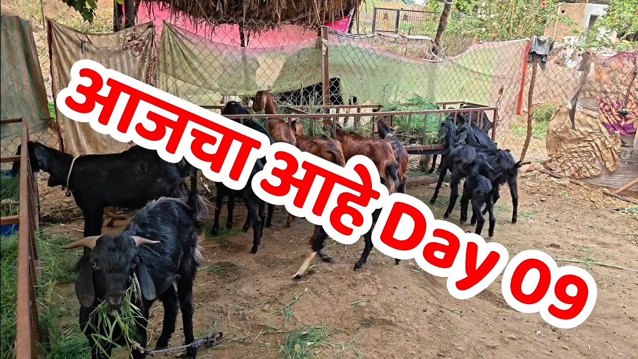 आजचा आहे Day 09आमची दुनिया, आमची मज्जाvlog #marathivlog #marathivlogger #dailyvlog #vloglife #marath