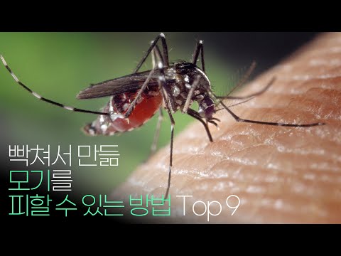 모기가 빡치게 해서 만듦. 모기를 피할 수 있는 방법 Top 9 !!