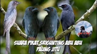 suara pikat srigunting abu abu atau jekitut gacor untuk pikat dan masteran dan pancingan #part 086