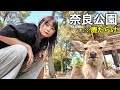 女1人、奈良公園で鹿と過ごす貧乏旅行がカオスすぎた | 公園デカすぎ事件
