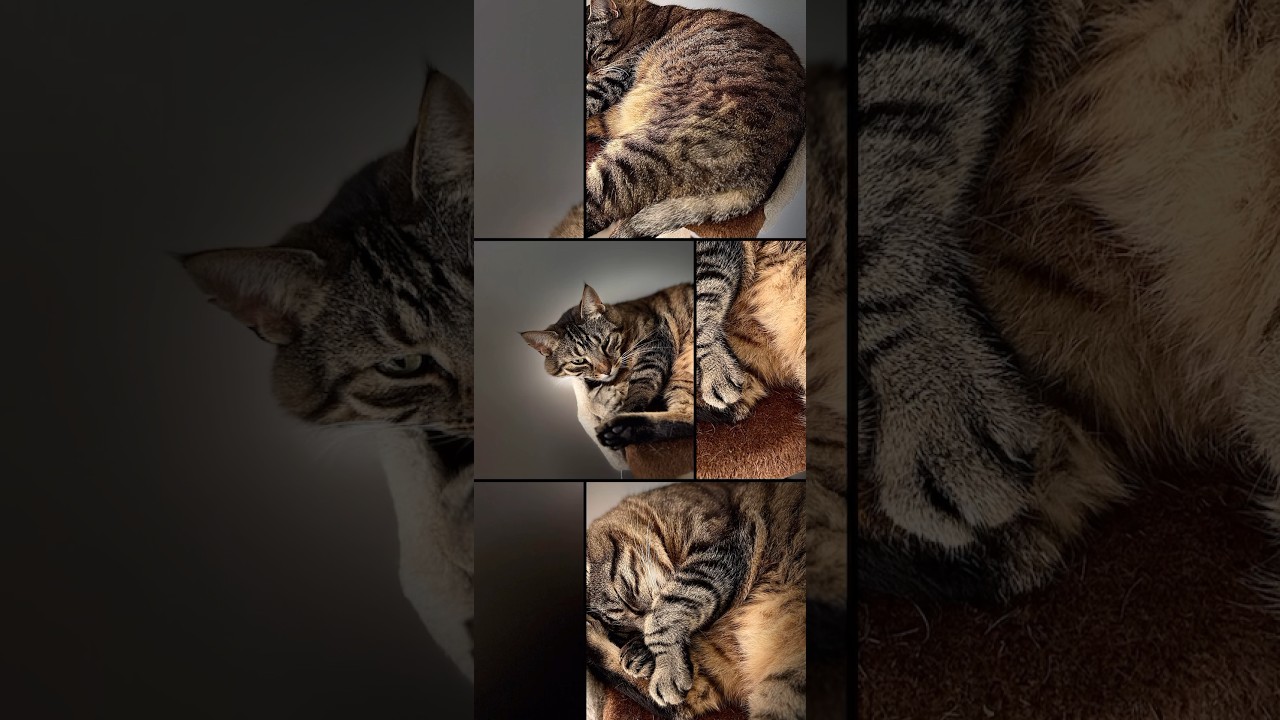 A Summary Of The Photos From My Cat... 