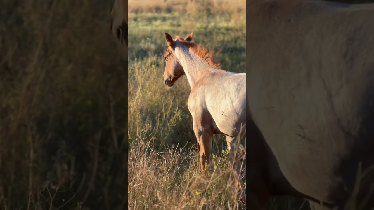 Roan Horse Weanling