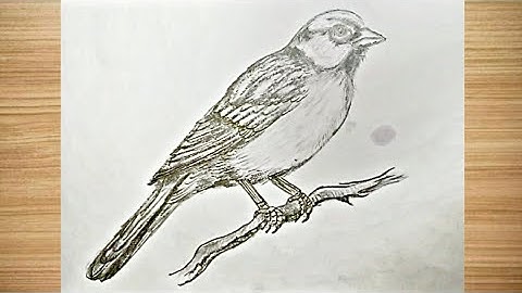 How to draw SPARROW | STEP BY STEP EASY DRAWING | BIRD drawing
