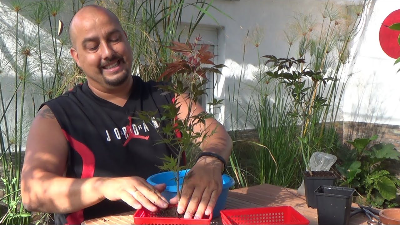 Primer trasplante Bonsai Zero Palmatum bonsai bosque de la armonia