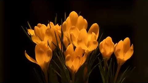 ماتيسر من سورة النمل بصوت الشيخ جمال بن سالم المعزبي حفظه الله ورعاه