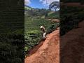 Perawatan Kebun kopi berskala dan Maksimal #farming #agrikultur #automobile #teknikpertanian #short