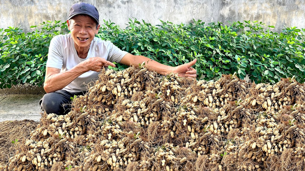 Минимум почвы, максимум урожая!Легкое выращивание арахиса с помощью всего лишь пенопластовой коробки