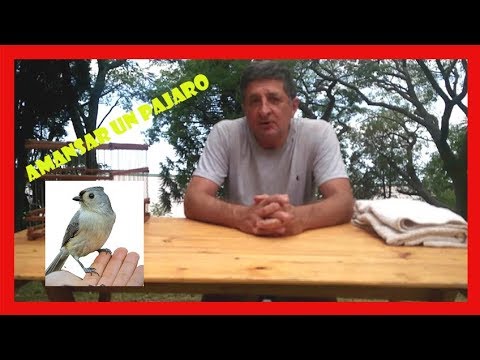 Video: ¿Cahow es un pájaro?