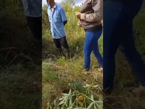 SISKAEE TANAM BIBIT DI KEBUN!