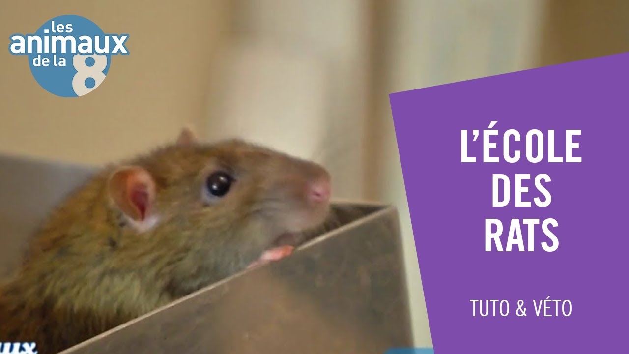 L'école des rats - Les Animaux de la 8