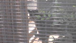 Clouded Leopard Sound Effect
