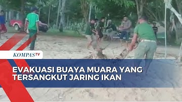 Evakuasi Buaya Muara Yang Tersangkut Jaring Ikan