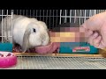 うさぎのおやつに!◯◯◯を手作りで作ってみた!