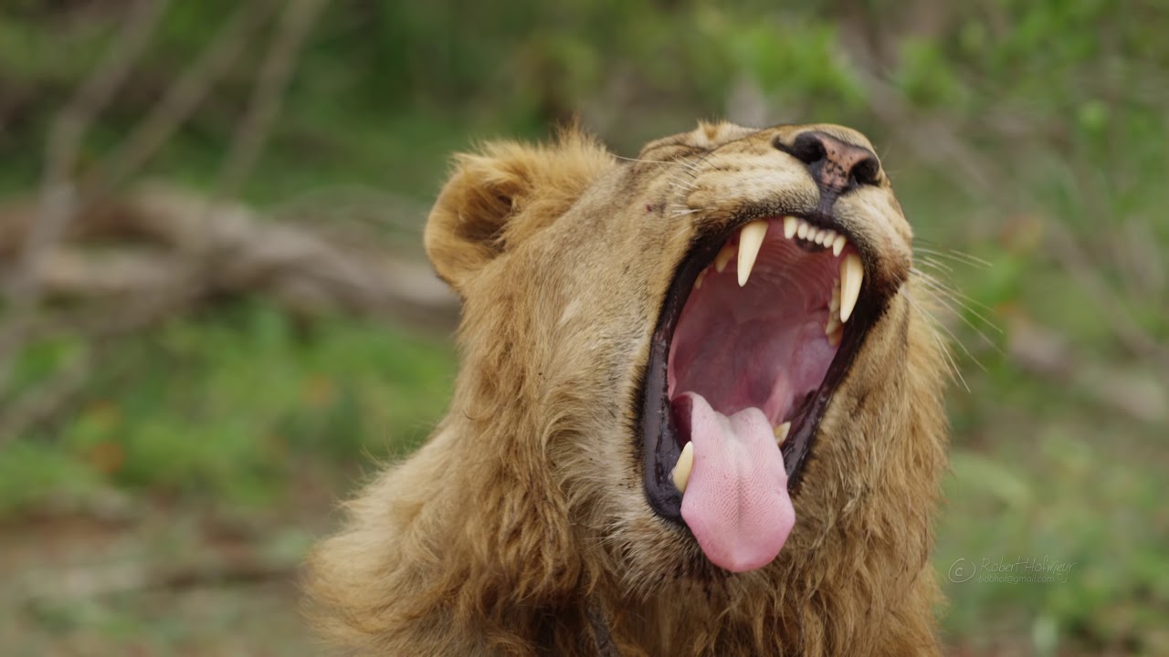 Лев открывает рот