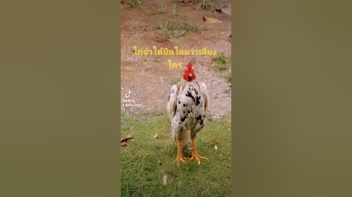 ไก่จ๋าได้ยินไหมว่าเสียงใคร  555