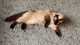 8 Signs your ragdoll cat is in heat/ calling .
