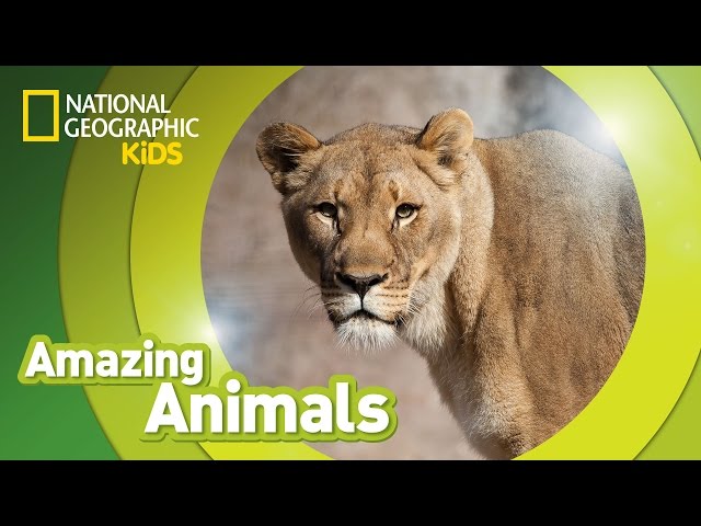 African Lion 🦁 | Amazing Animals class=