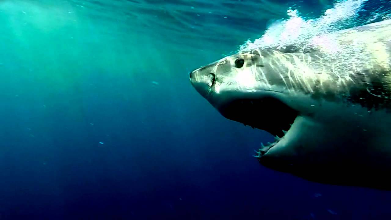shark conservation foundation Great White Lies: Recovery Plans