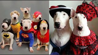 Funniest Bull Terrier Videos | Cutest Bull Terrier Ever by Dogipedia 49,140 views 3 years ago 8 minutes, 50 seconds
