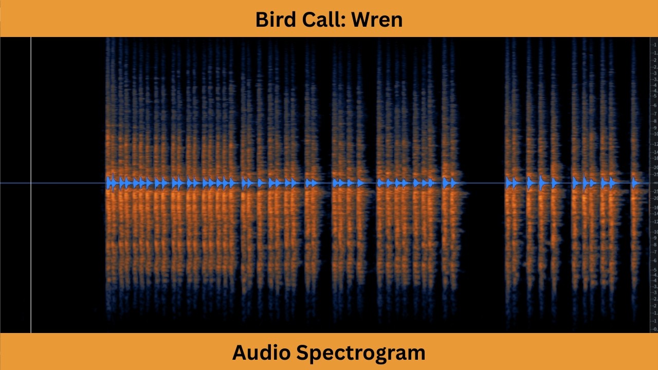 Wren Spectrogram Bird Call ID | WREN | Audio Spectrogram - YouTube