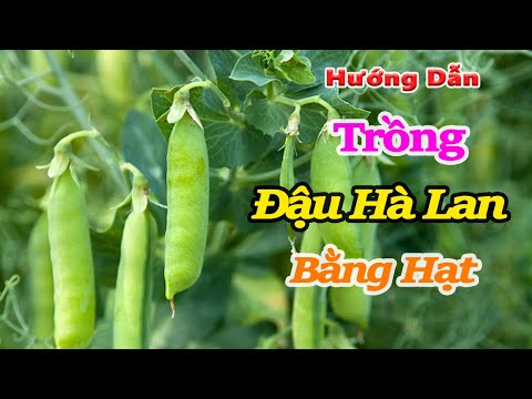 Video: Tìm hiểu thêm về cách trồng đậu Hà Lan bám đường