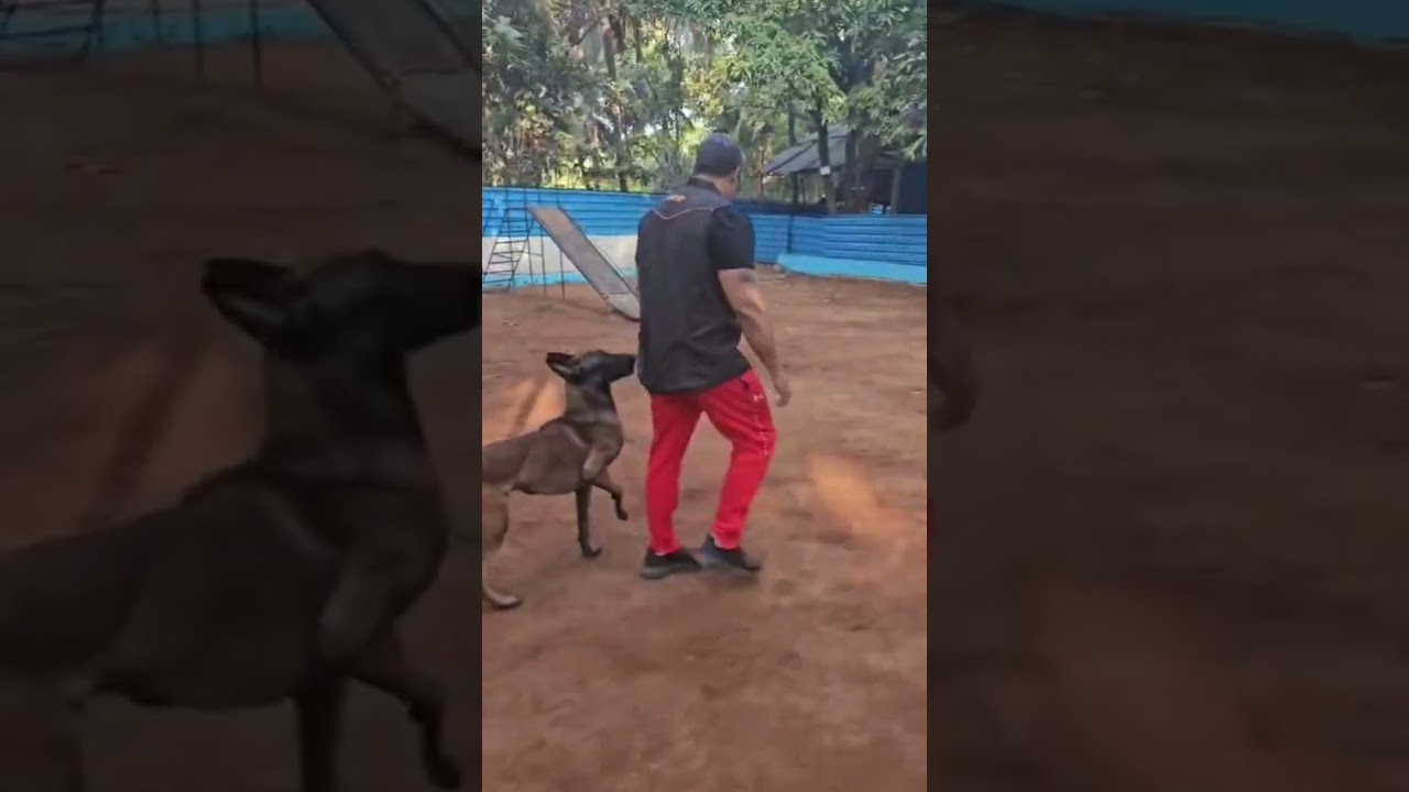 #dog #dogtraining #pup #puppy #dogs #mumbai #india #bombay #puppies #dogshorts #dogsoftiktok