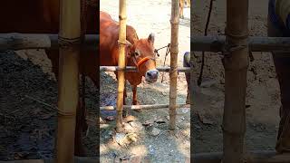 Cow mooing sound#animal​ sound#cattle​ Moo sound