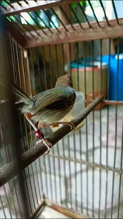 prenjak paud bongkar lagu tilek satu titik