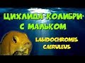 Лабидохромис еллоу  с мальком. Labidochromis caeruleus