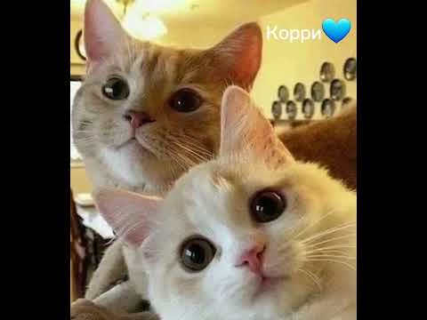 #имена#для#котов#мальчиков#котики