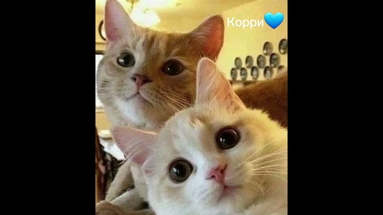 #имена#для#котов#мальчиков#котики