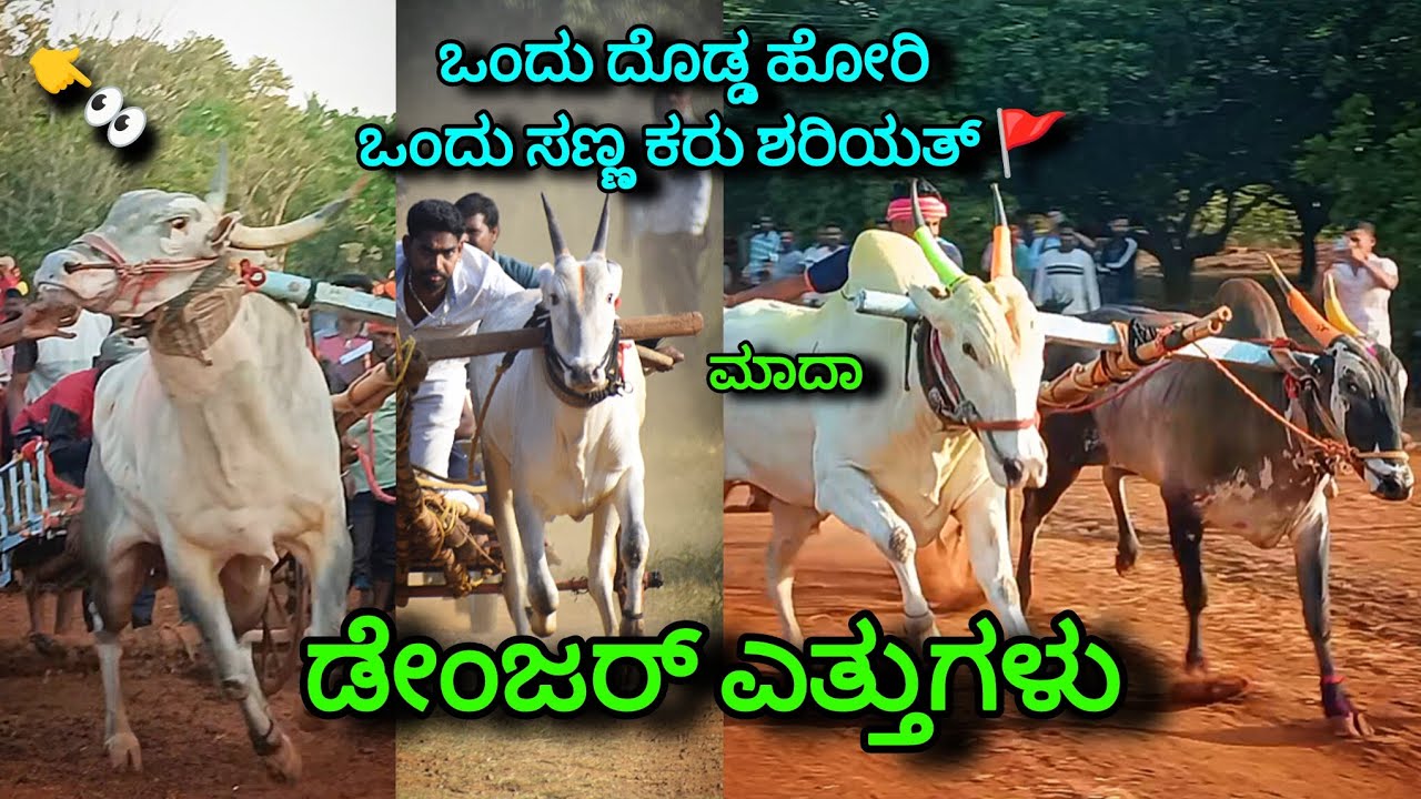 ಎತ್ತುಗಳ ಶರಿಯತ್ 🚩2025 || ox running karanataka part-2 #horirajastudio 