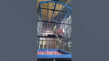 cucak ijo isian Tengkek Buto & kapas tembak
