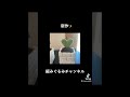 野菜の鉢植え