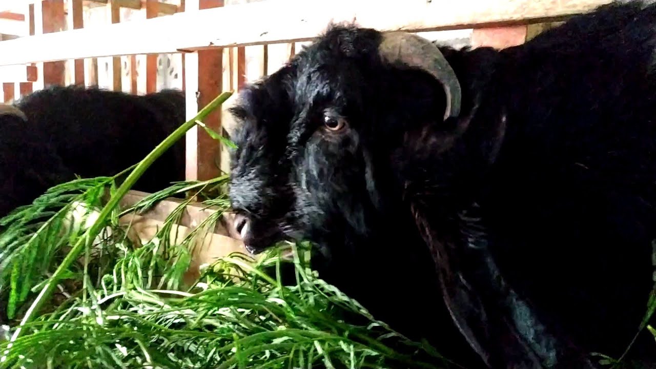 Calliandra leaf is best feed for goat Goat Farming YouTube