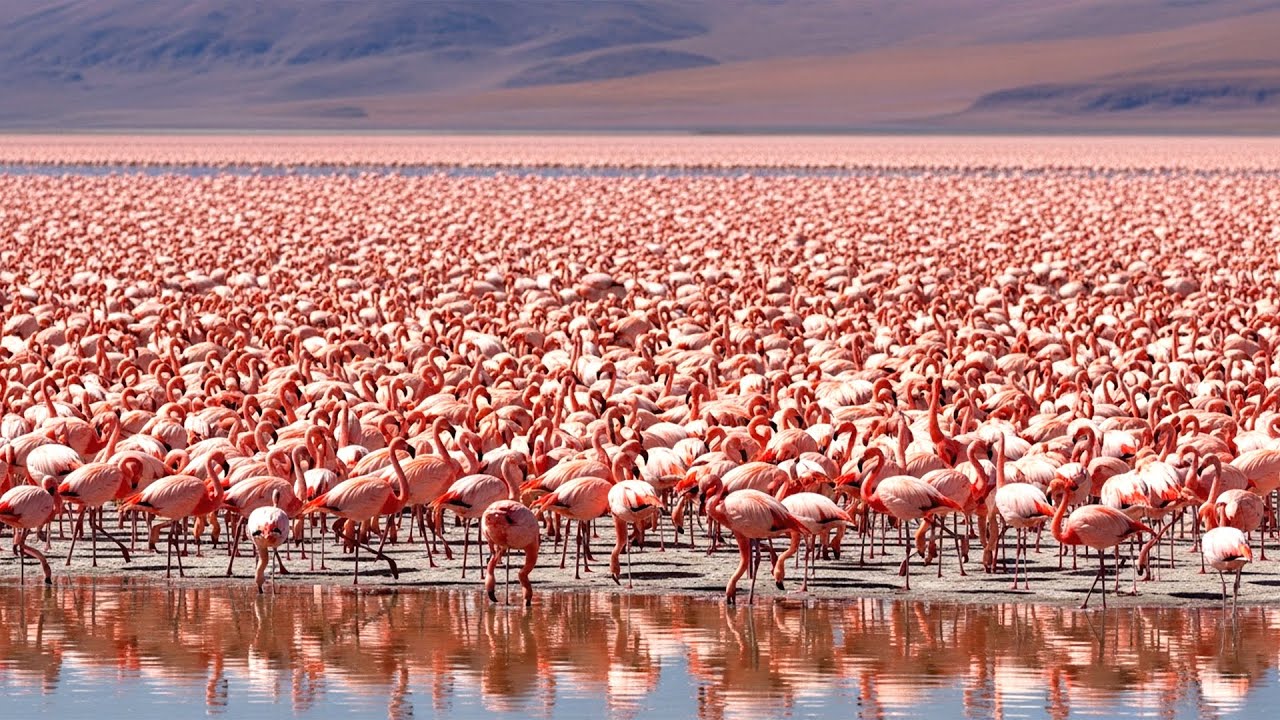 Relaxing Trek in the Atacama Desert – Flamingos, Salt Flats & Silent Landscapes