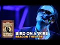 Joe Bonamassa Official - "Bird On A Wire" - Beacon Theatre Live From New York