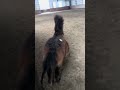 Bruno playtime #horse #pony #minihorse #miniaturehorse #cute