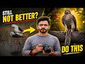 This is Why You’re Not Improving in Wildlife Photography