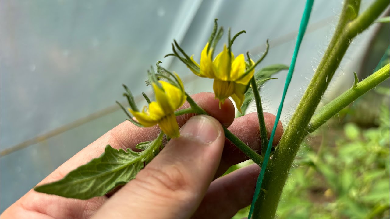 Почему опадают цветы томатов: секреты, как остановить опадание цветов!