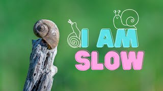 The Slowest Animals in the World: A Fun Video for Kids